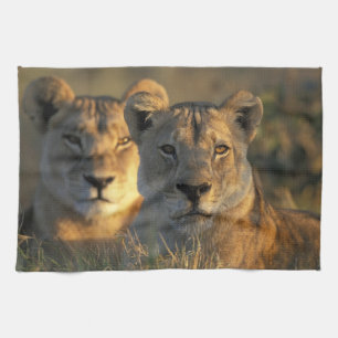 Botswana, Chobe National Park, Leeuwinnen Theedoek