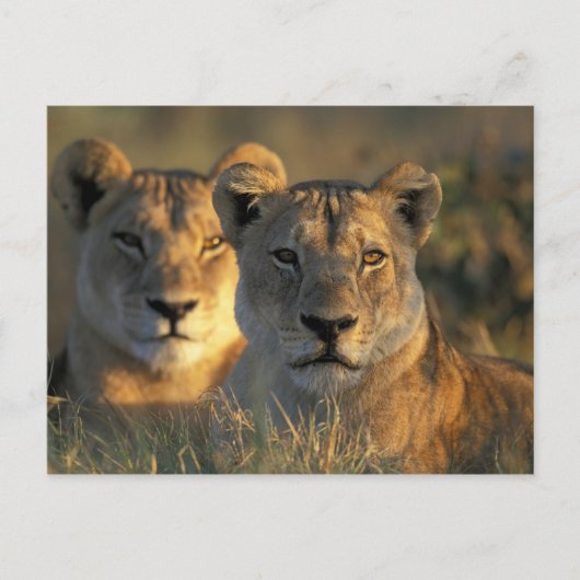 Botswana, Chobe National Park, Lionesses Briefkaart (Voorkant)