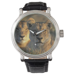 Botswana, Chobe National Park, Lionesses Horloge