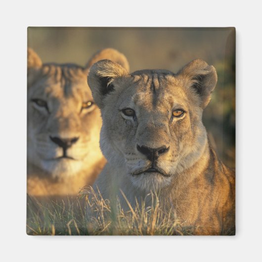 Botswana, Chobe National Park, Lionesses Magneet (Voorkant)