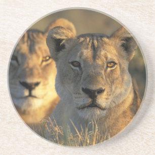 Botswana, Chobe National Park, Lionesses Zandsteen Onderzetter