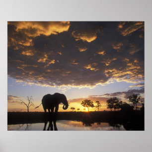 Botswana, Chobe National Park, Olifant Poster