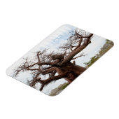 Botswana Kubu Baobab Island Magneet (Linkerzijde)