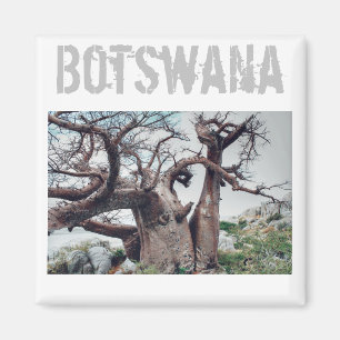 Botswana Kubu Island Baobab Tree Magnet Magneet