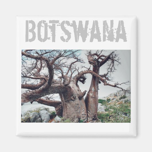 Botswana Kubu Island Baobab Tree Magnet Magneet (Voorkant)