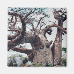 Botswana Kubu Island Baobab Tree Magnet Magneet