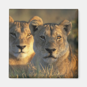 Botswana, Nationaal park Chobe, Leeuwinnen Magneet