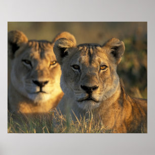 Botswana, Nationaal park Chobe, Leeuwinnen Poster