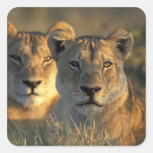 Botswana, Nationaal park Chobe, Leeuwinnen Vierkante Sticker