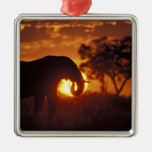 Botswana, Nationaal Park Chobe, mannelijke olifant Metalen Ornament