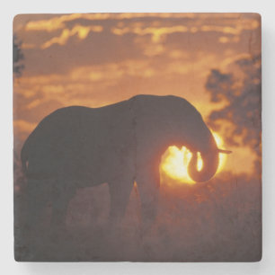 Botswana, Nationaal Park Chobe, mannelijke olifant Stenen Onderzetter