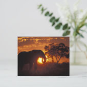 Botswana, Nationaal Park Chobe, olifant Briefkaart (Staand voorkant)