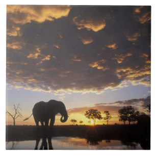 Botswana, Nationaal park Chobe, Olifant Tegeltje