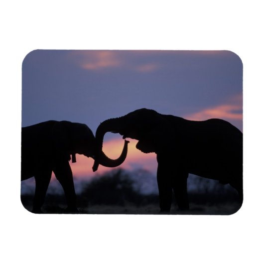 Botswana, Nationaal park Chobe, Olifanten Magneet (Horizontaal)