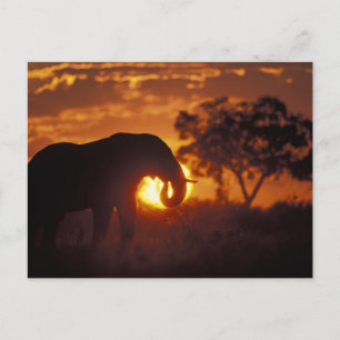 Botswana, Nationaal park Chobe, Stier Olifant Briefkaart
