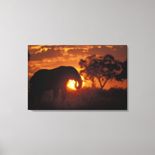 Botswana, Nationaal Park Chobe, Stier Olifant Canvas Afdruk