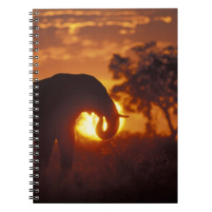 Botswana, Nationaal Park Chobe, Stier Olifant Notitieboek