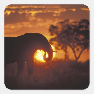 Botswana, Nationaal park Chobe, Stierolifant Vierkante Sticker
