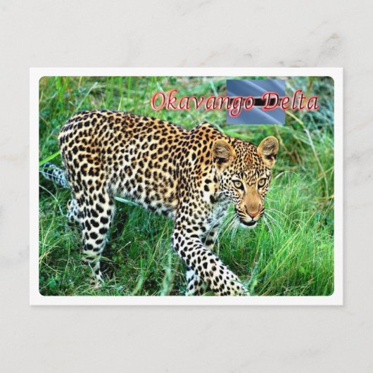 Botswana - Okavango Delta - Briefkaart (Voorkant)