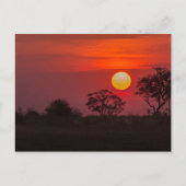 Botswana Okavango Delta Sunset Briefkaart (Voorkant)