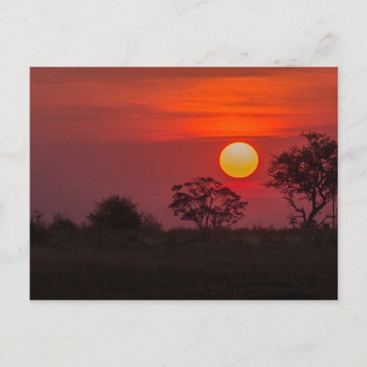 Botswana Okavango Delta Sunset Briefkaart (Voorkant)