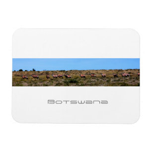 Botswana Oryx Animals Savannah Travel Magneet