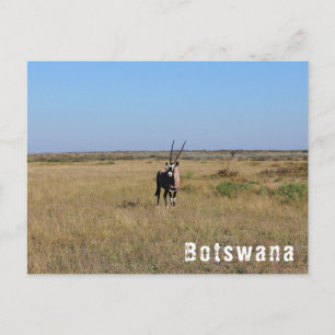 Botswana Oryx Wilde Dieren Savannah Landschap Briefkaart
