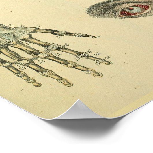 Botten met arm Oogst Anatomie Art Afdrukken Poster (Hoek)