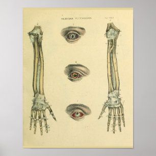 Botten met arm Oogst Anatomie Art Afdrukken Poster