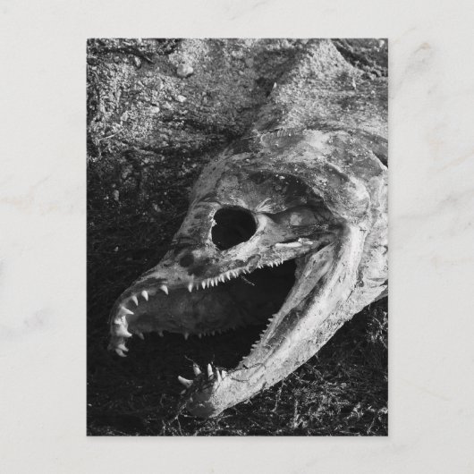 Botten met viskop roteren briefkaart (Voorkant)