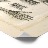 Botten van de  anatomie van de boog poster (Hoek)