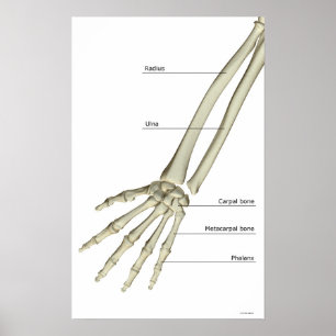 Botten van de Forearm Poster