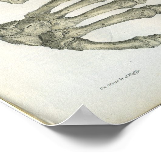 Botten van de handanatomie afdrukken poster (Hoek)