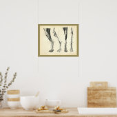 Botten van de hond Spier Veterinaire Anatomie Afdr Poster (Keuken)