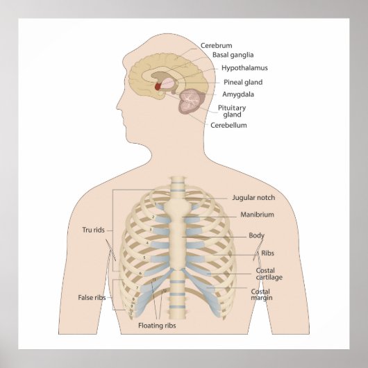 Botten van de menselijke borstkas poster (Voorkant)