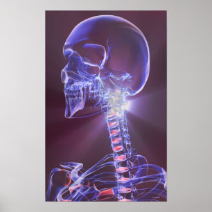 Botten van het hoofd en de nek 5 poster