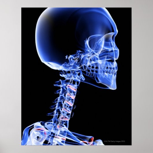 Botten van het hoofd en de nek poster (Voorkant)