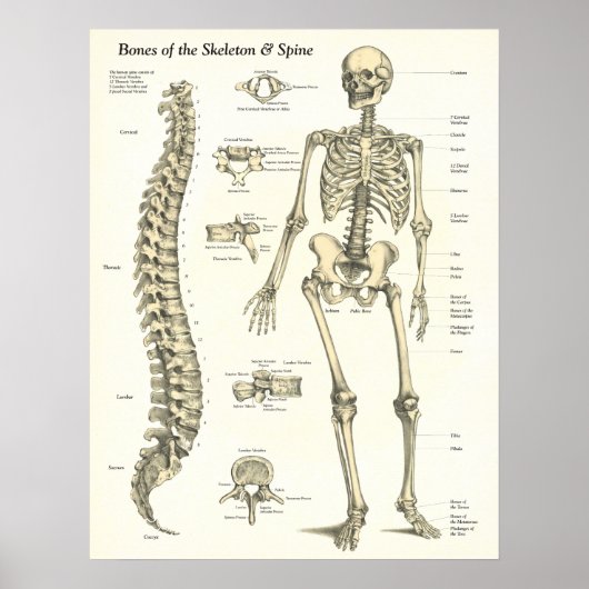 Botten van het Poster Skelet- en Spinanatomie (Voorkant)