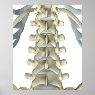 Botten van Lumbar Vertebrae Poster