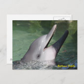 Bottlenose Dolphin Briefkaart (Voorkant / Achterkant)
