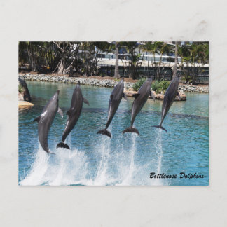Bottlenose Dolphin Briefkaart