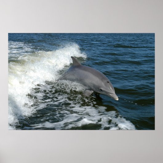 Bottlenose Dolphin Poster (Voorkant)
