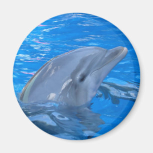 Bottlenose Dolphin Round Magnet Magneet