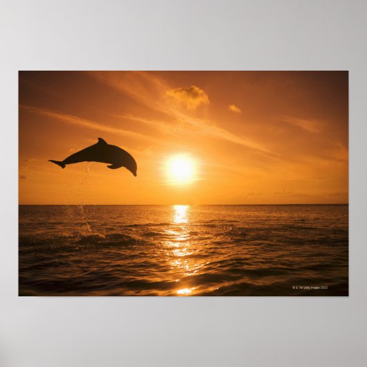Bottlenose Dolphin springen 2 Poster (Voorkant)
