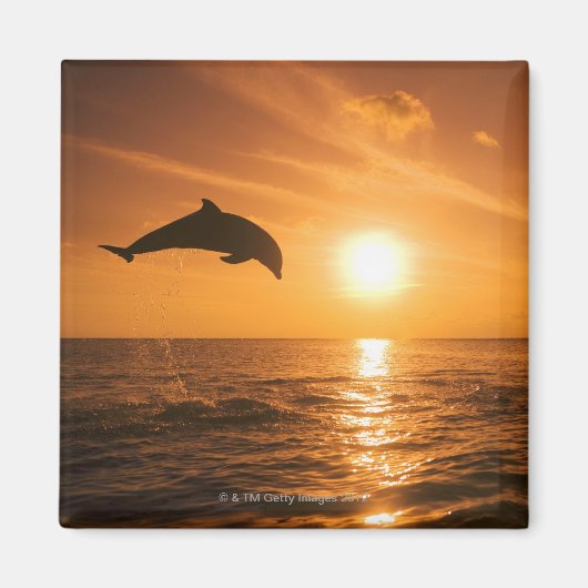 Bottlenose Dolphin springen Magneet (Voorkant)