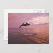 Bottlenosed dolfijnen die op zonsondergang springe briefkaart (Voorkant / Achterkant)