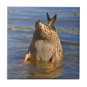 Bottoms Up Duck Tegel Tegeltje