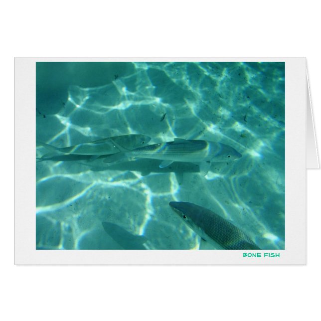 Botvis (Voorkant Horizontaal)