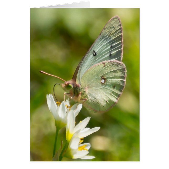 Bouche verte sur faux vêtements et cadeaux d'ail (Devant)