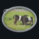 Boucle De Ceinture Ovale Bébé Ceinturé Galloway Calves, Belt Buckle<br><div class="desc">Pictured are two baby belted Galloway calves in the country</div>
